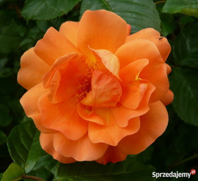 Róże krzewy róż sprzedam PRODUCENT