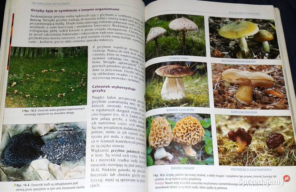 Ciekawa Biologia 1 Podręcznik Ewa Kłos miękka Chełm