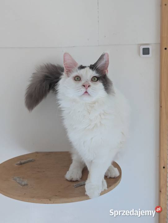 Diablo kocurek niebiesko czarny Maine Coon śląskie Pszczyna sprzedam