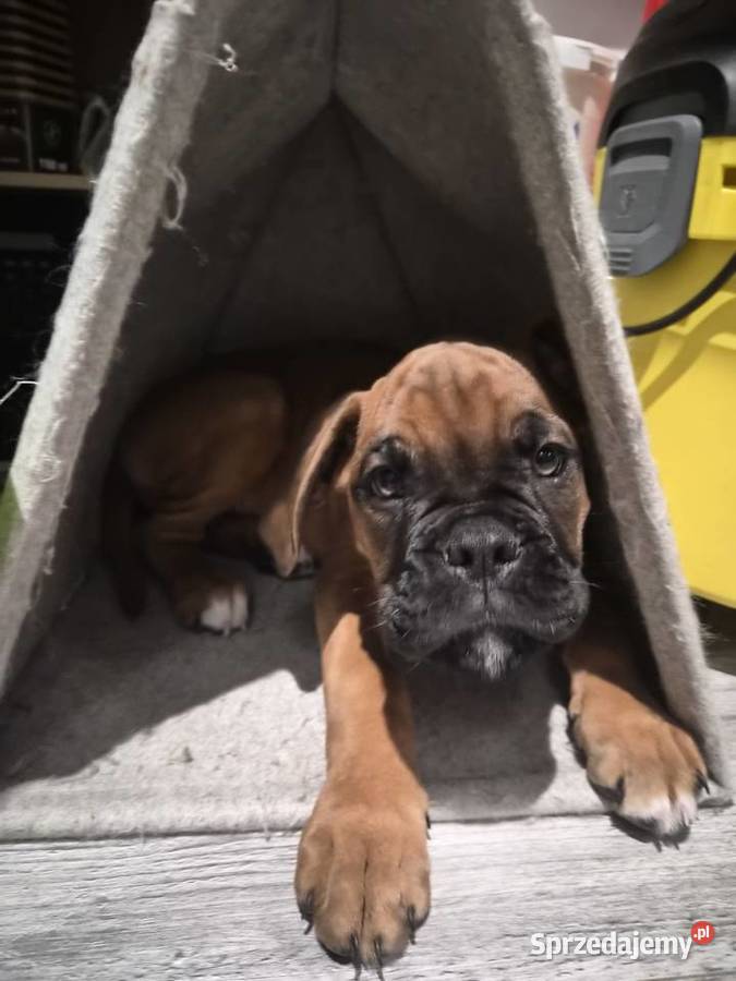 Bokser szczeniak o imieniu hodowlanym Boss Pabianice sprzedam