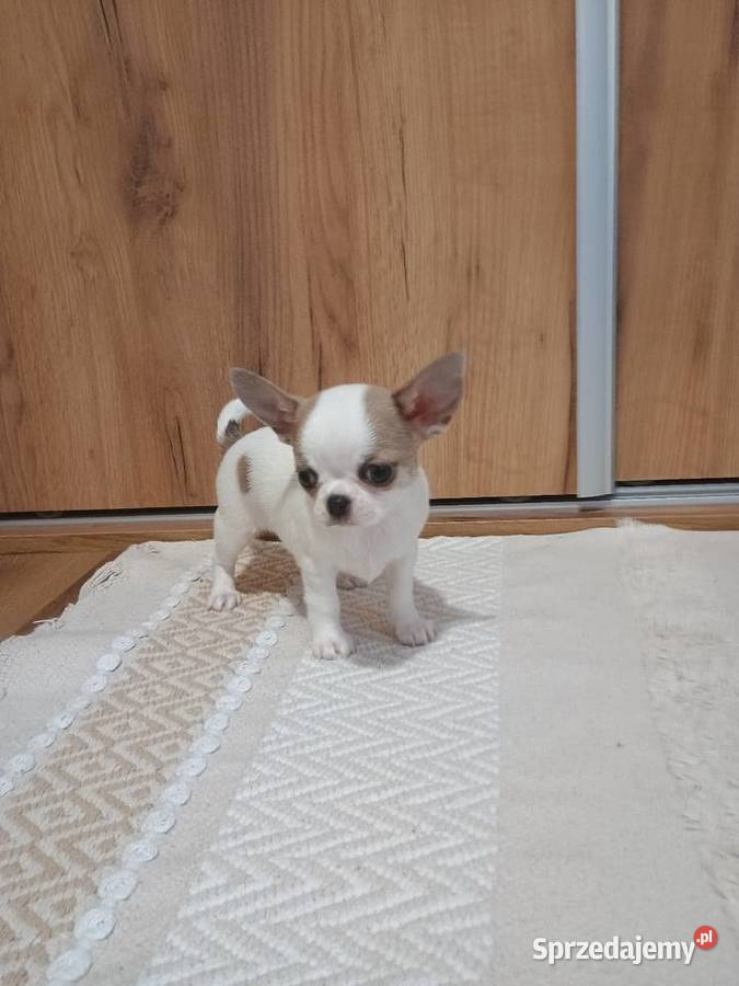 Chihuahua piękny chłopczyk