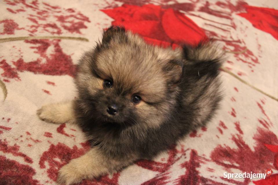 Szpic miniaturowy pomeranian nietypowy kolor