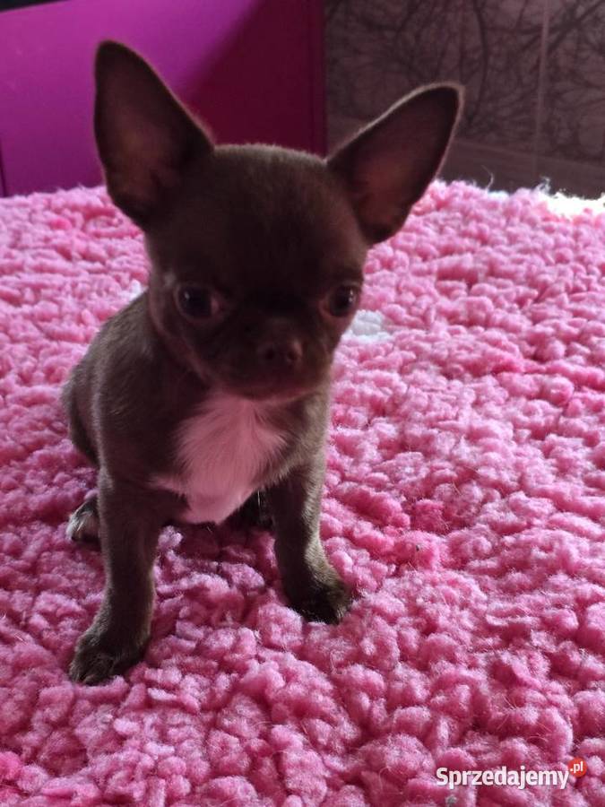 Chihuahua Czekoladowy Dexter śląskie Bielsko-Biała