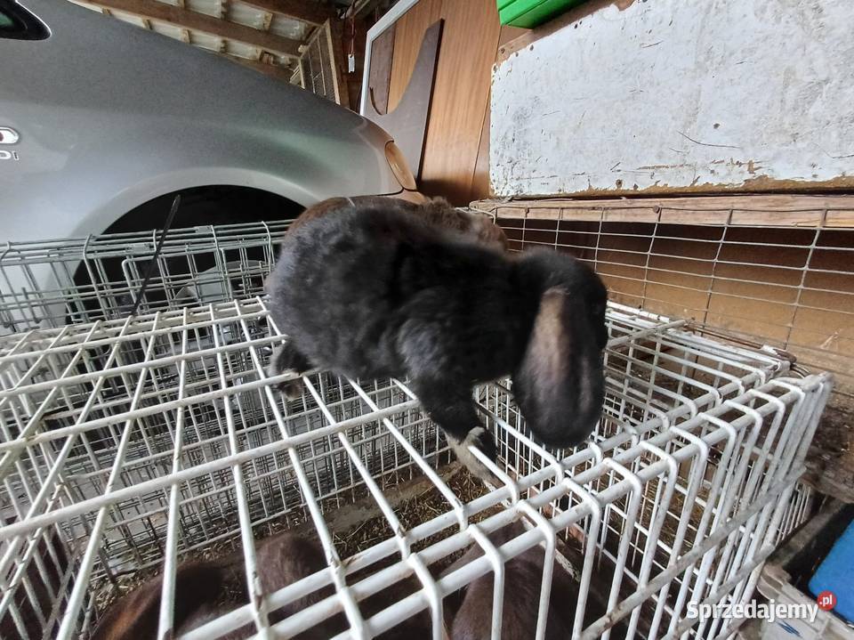 Kalifornia barany króliki Gryzonie Rawa Mazowiecka