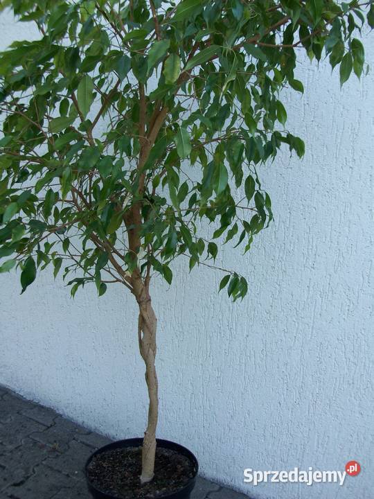 FIKUS FICUS BENJAMINA NA PNIU PLECIONY 160 sprzedam