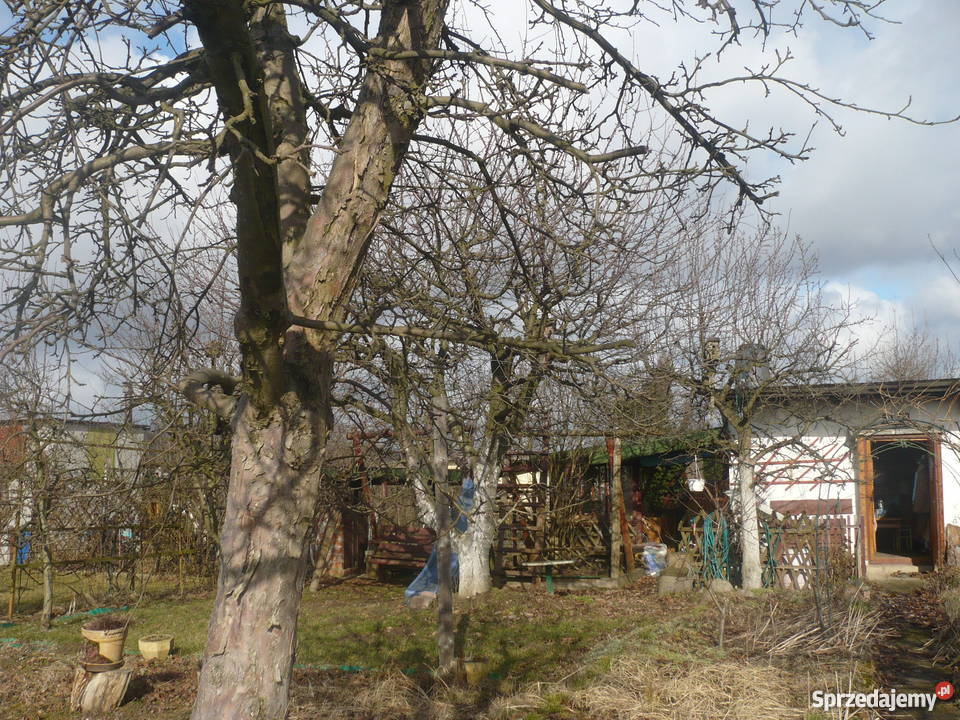 Działka ogrodowa w ROD Zorza Legnica Grunty i działki