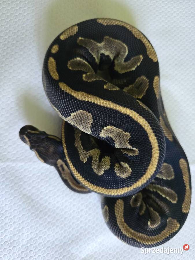 Wąż pyton królewski python regius samica