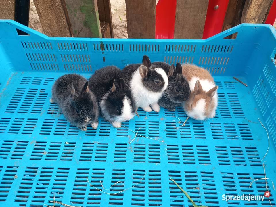 Sprzedam króliki miniaturki