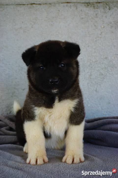 Akita Amerykańska FCI ZKWP wielkopolskie Łubowo