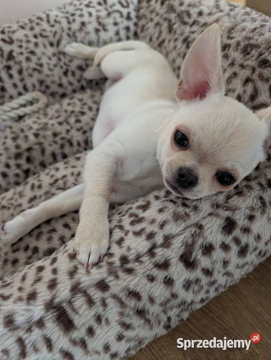 Piesek chihuahua kremowy Chihuahua Złaków Borowy