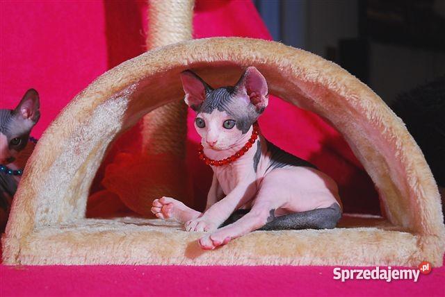 Sfinks SPH Sphynx Cattery DeTrojanS Warszawa