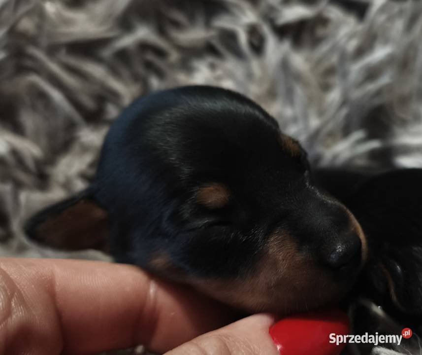 Pinczer miniaturowy szczenięta Zkwp Pozostałe Łochów sprzedam