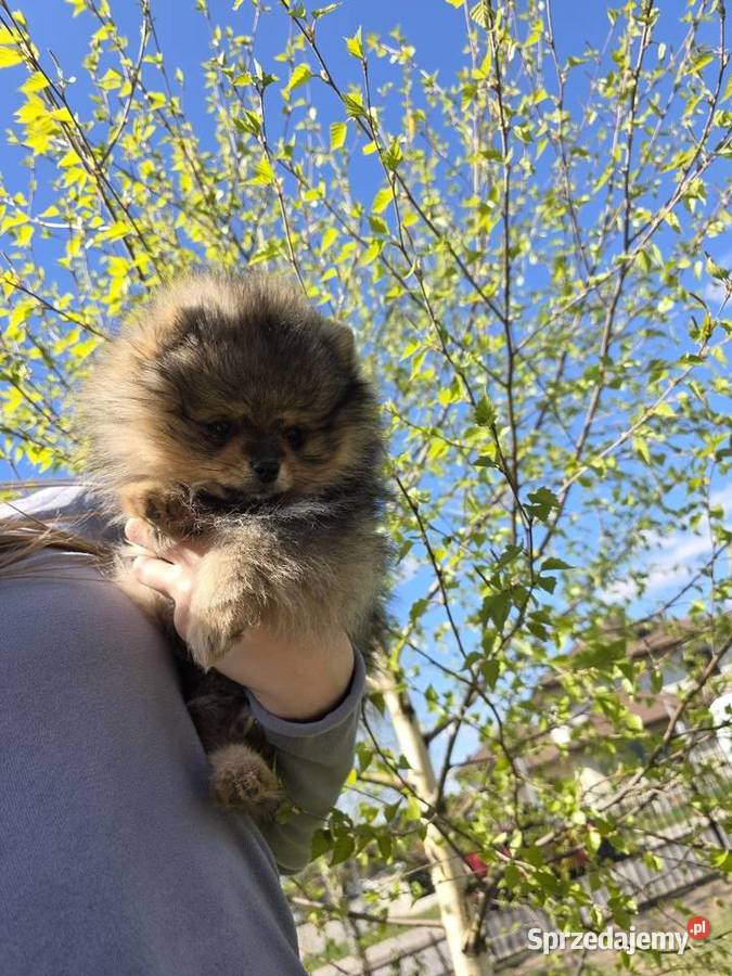 Szpic miniatirowy Pomeranian FCI Szpic miniaturowy Rawa Mazowiecka