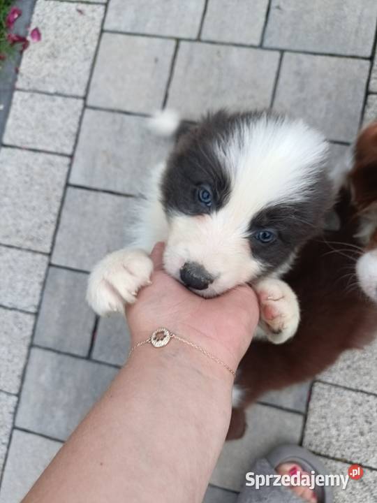 Border Collie szczenięta FCI Lilac niebieskie Nowy Sącz