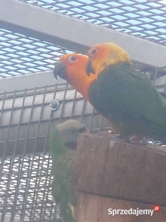 Sprzedam papugi Grodzisk Wielkopolski sprzedam