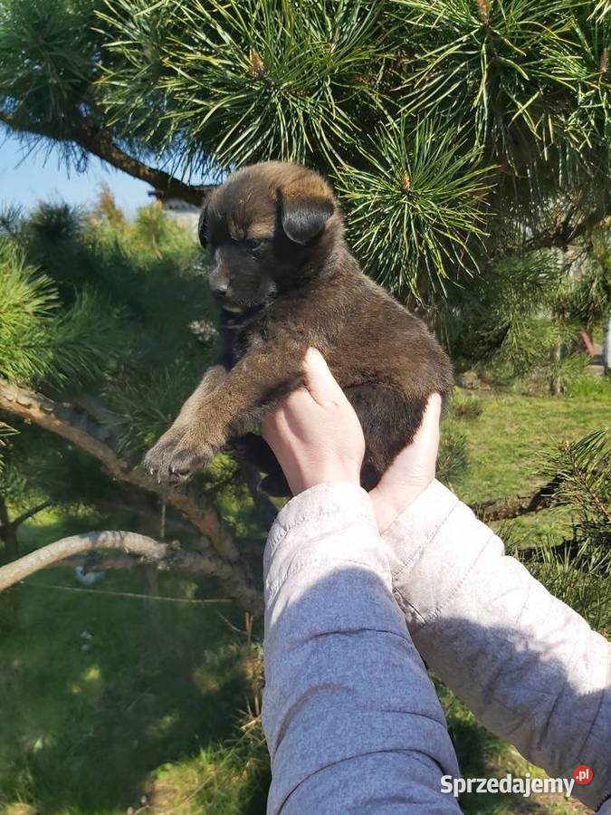 Mieszaniec labrador z goldenem Grębocin