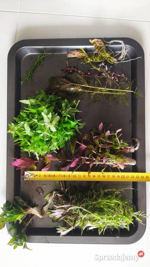 Zestaw roślin akwariowych 8 gatunków