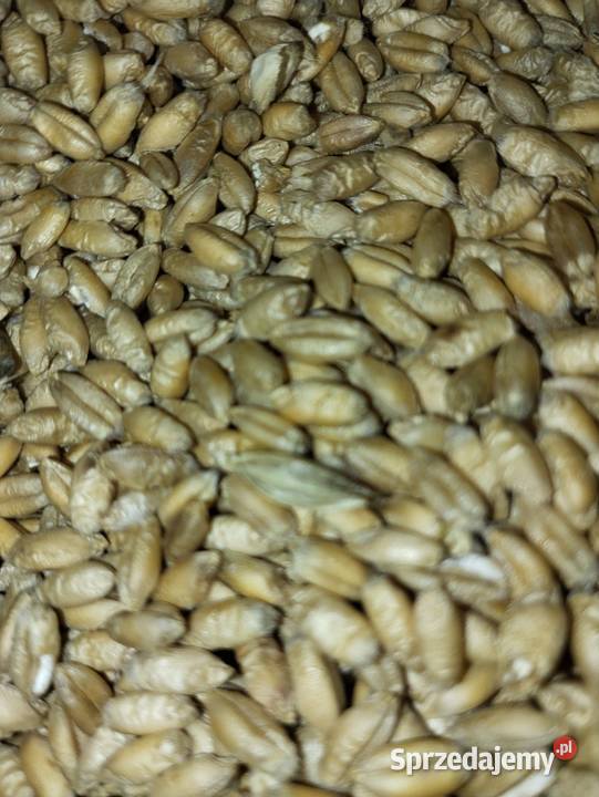 Pszenżyto Tadeus Wodzierady