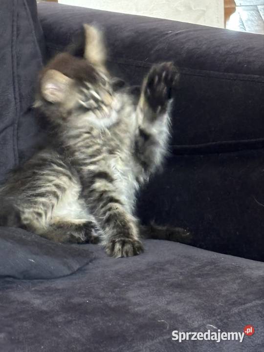 Kotki Maine Coon świętokrzyskie Pińczów