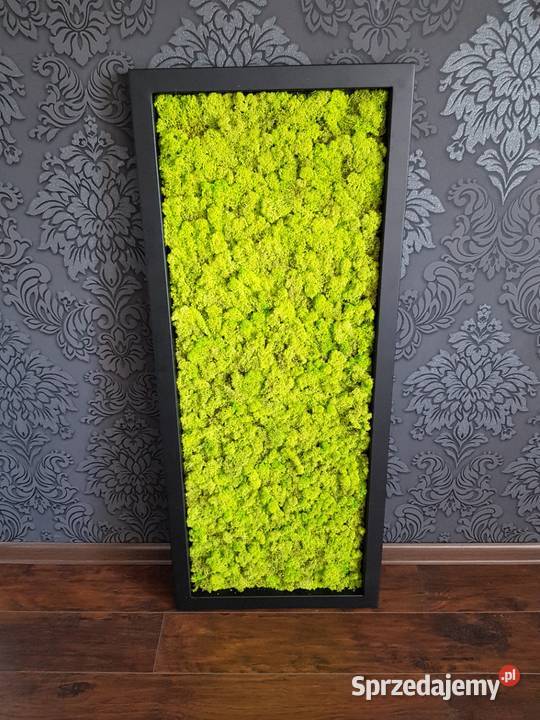 Ekoobraz stalowa rama mech chrobotek led Czernica