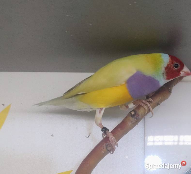 Amadyny wspaniałe Tarnów