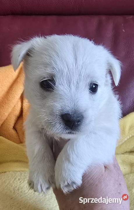West highland white terrier suczka westi zkwp Piątkowisko