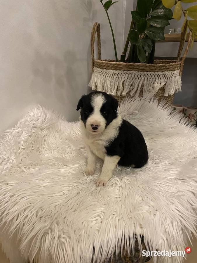 Border Collie szczeniak Tczew