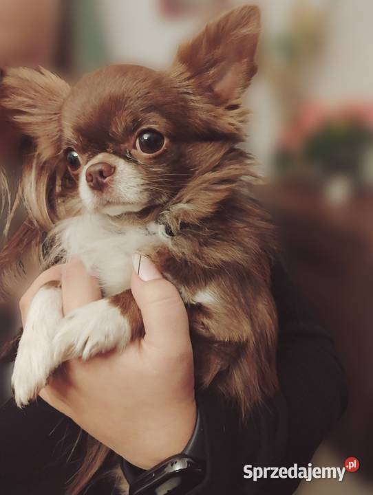 Chihuahua krótkowłosy FCI