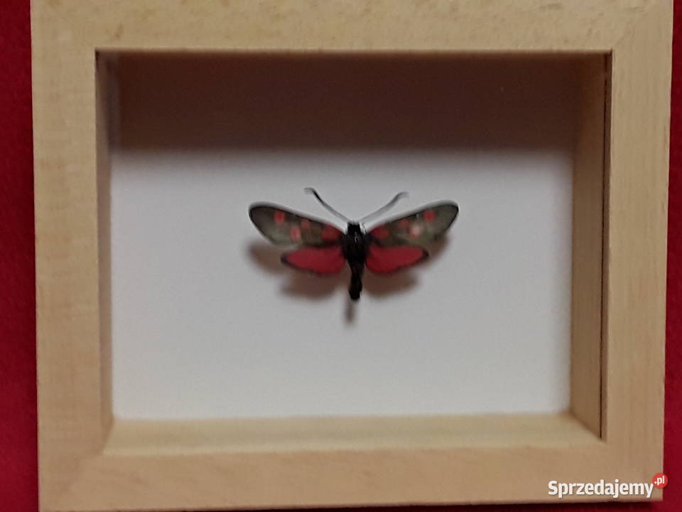 Motyl w ramce 10x8 Zygaena trifolii Kraśnik Pozostałe zachodniopomorskie Szczecin