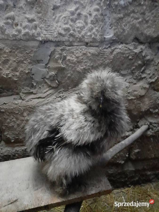 Koguty silki jedwabistej Panki