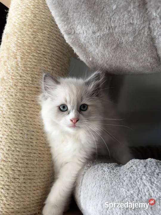 Koty Ragdoll pomorskie Czersk sprzedam
