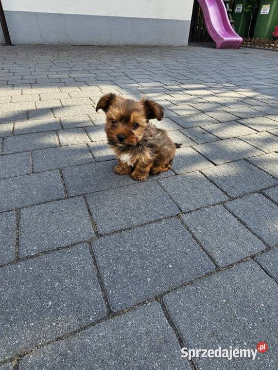 York terrier chłopczyk łódzkie Chróścin sprzedam