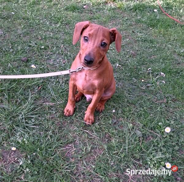 Pinczer pinczery pinczerki miniaturowe z Pozostałe Chojnice