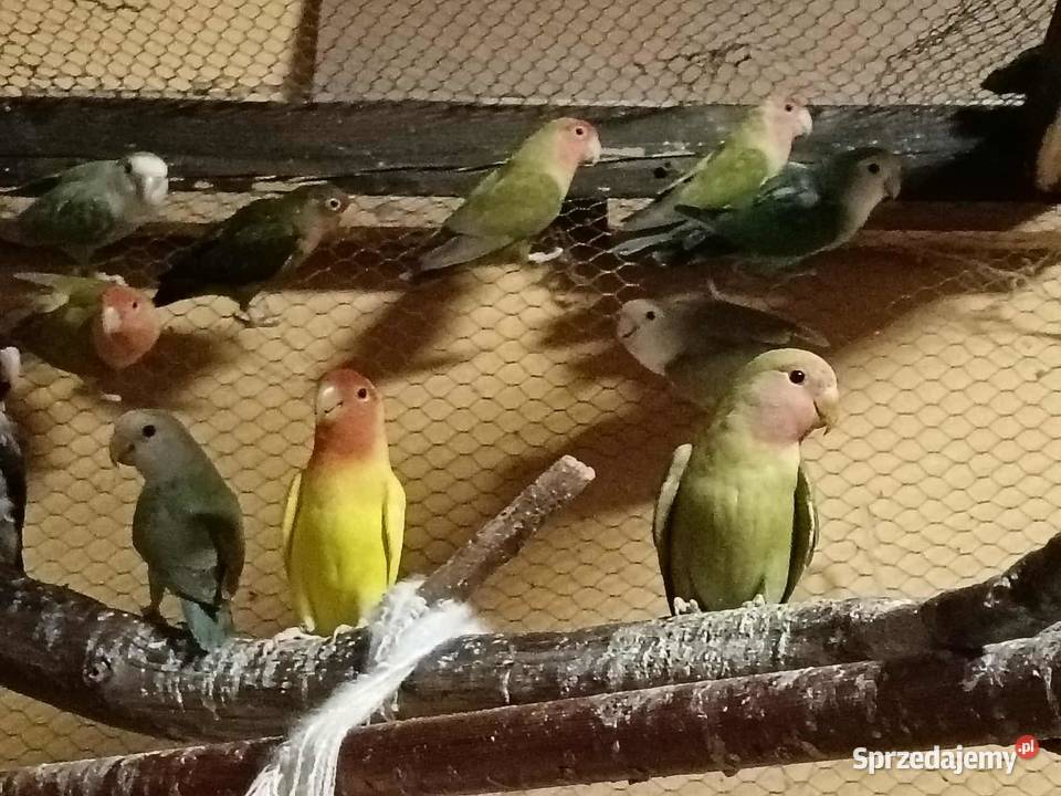 Sprzedam papużki nierozłączki Gdynia