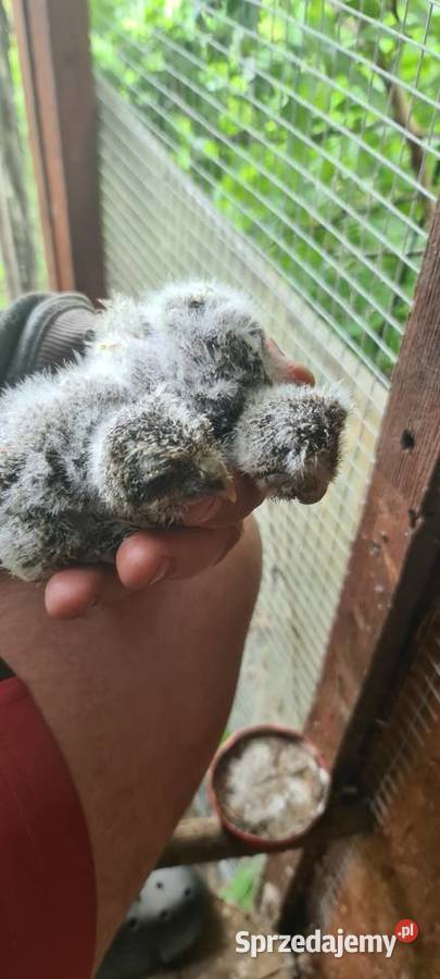 Sowy szlaroglowka polnocna Zwierzęta