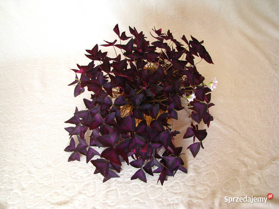 Szczawik trójkątny purpurowy na taras do fioletowy