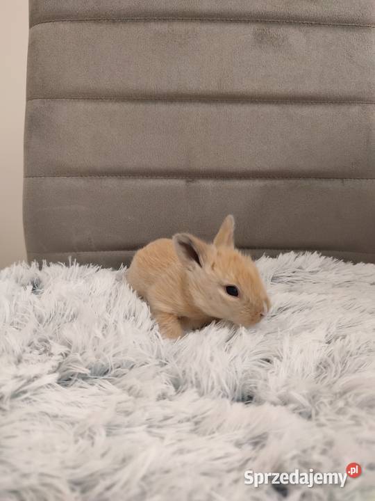 Króliczki miniaturki