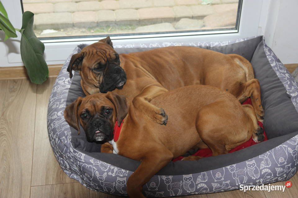 Szczeniak DRAGO Bokser z hodowli Family Bokser Zwierzęta Łęczna