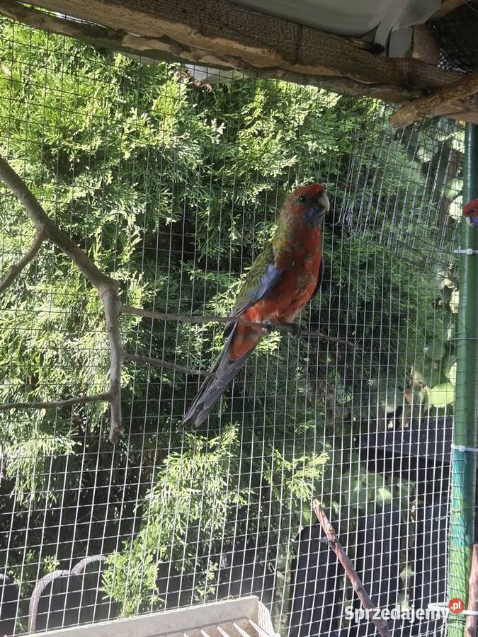 Papuga Rosella Królewska Ptaki Wola Batorska