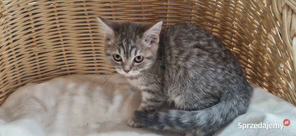 Kotka Szkocka zwisłoucha Silver Tabby
