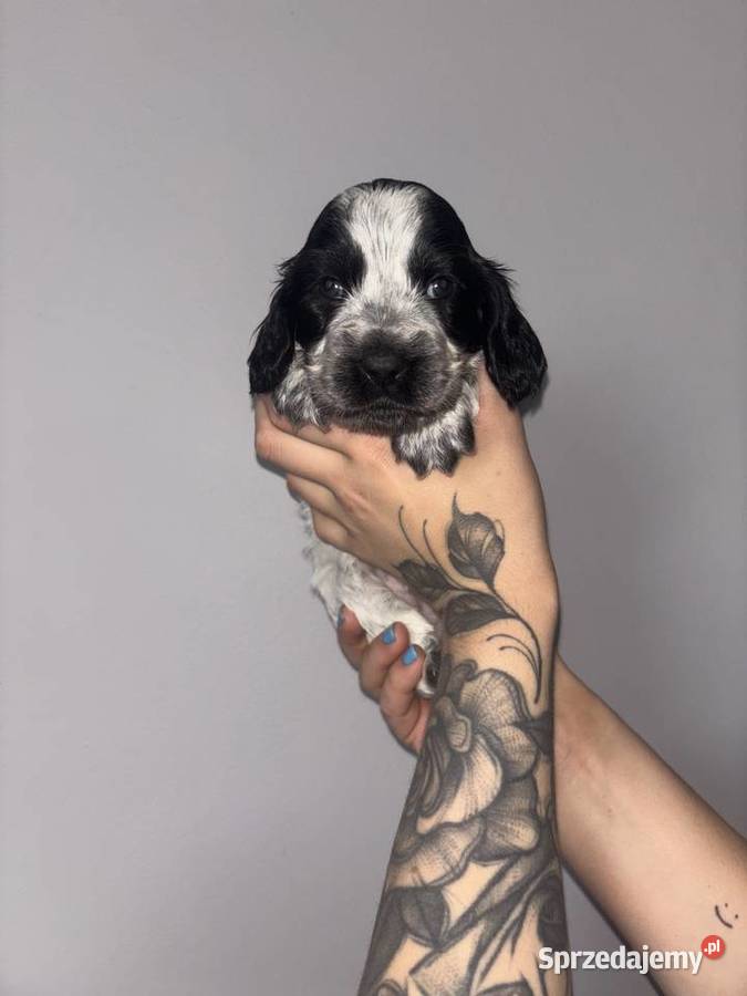 Cocker Spaniel Angielski piękne umaszczenia Gdów
