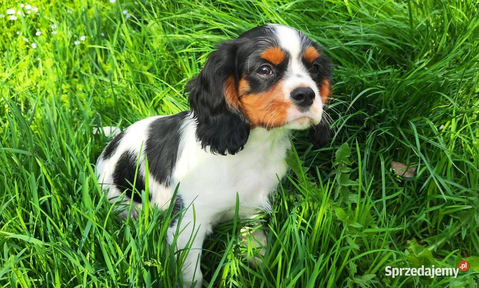 szczenięta cavalier k ch spaniel Rzeszów