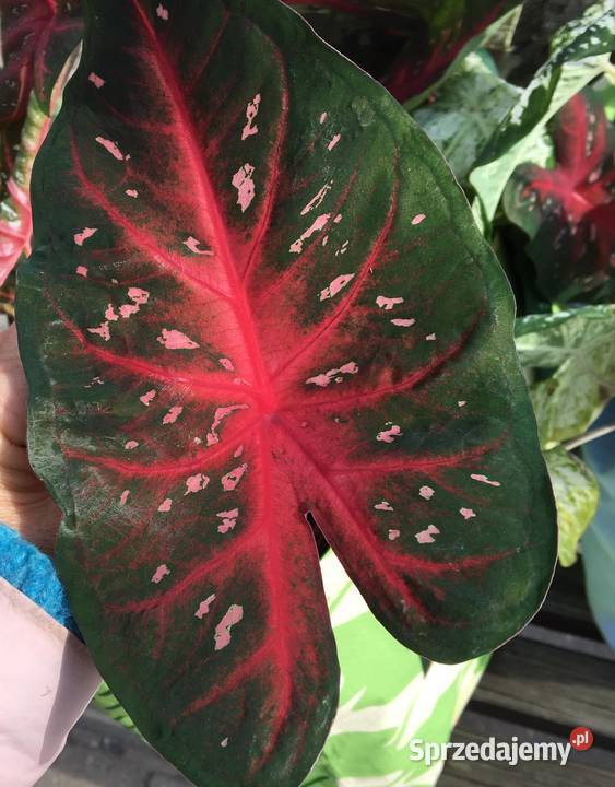 caladium bulwy mazowieckie Warszawa