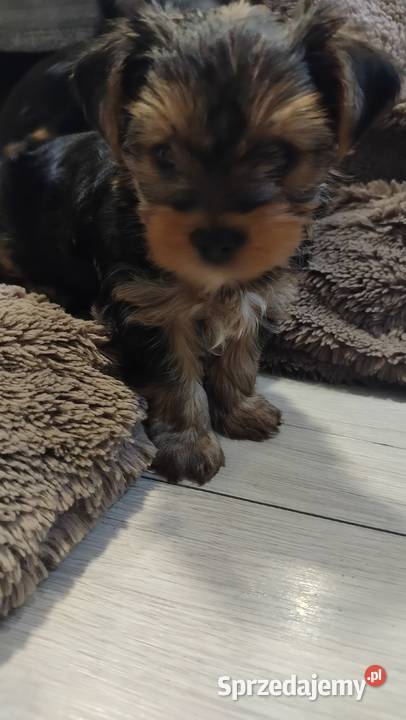 Śliczne Yorkshire terrier miniaturki łódzkie Łask sprzedam
