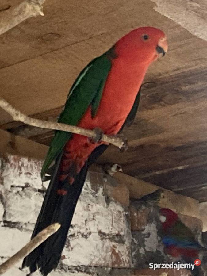 Samiec szkarłatki królewskiej