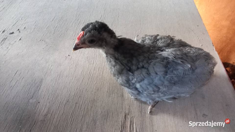 Araukany bezogoniaste Czysta rasa Września