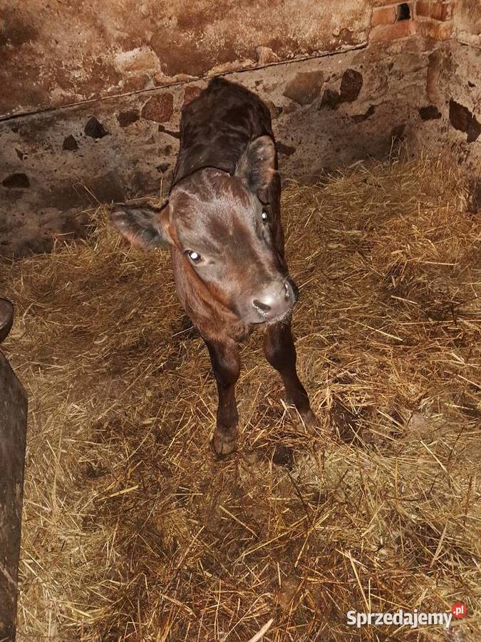 Cielaki mieszańce Klonownica Mała