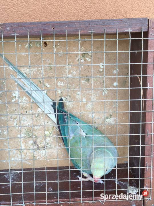 Aleksandretta aleksandretty Ptaki