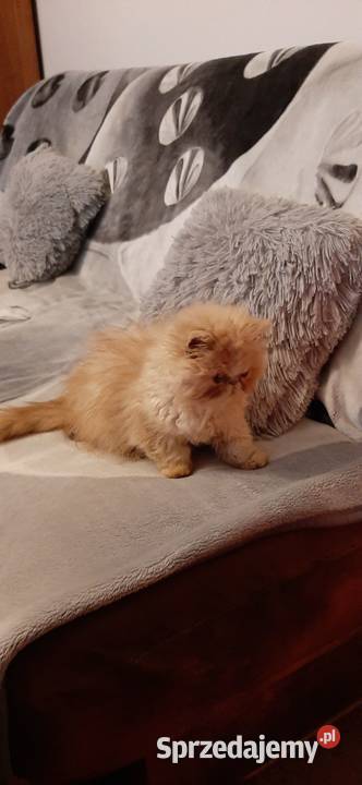 Kocurek Perski Koty kujawsko-pomorskie Bydgoszcz