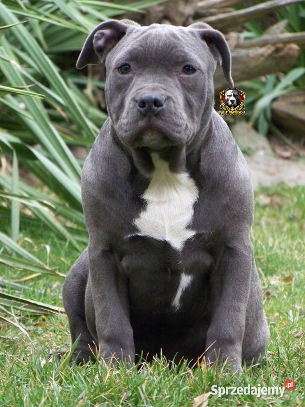 American Staffordshire Terrier Blue Amstaff Paczków sprzedam